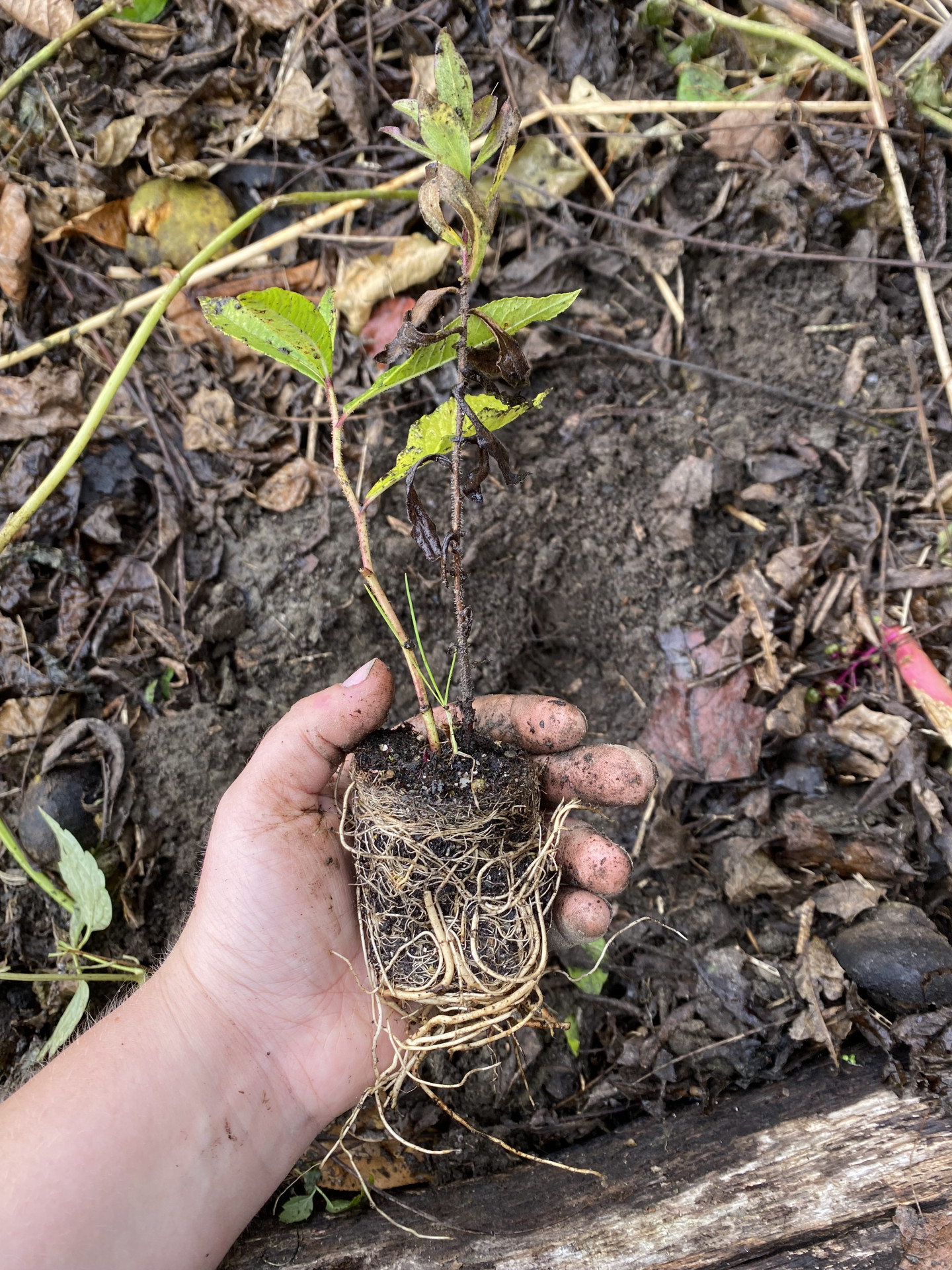 Fall 2023 Updates from the GFN Community Farm